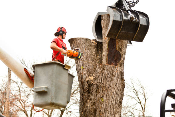 Best Tree Disease Treatment  in Colfax, IL